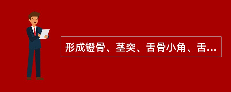 形成镫骨、茎突、舌骨小角、舌骨体上部、茎突舌骨韧带的是（）