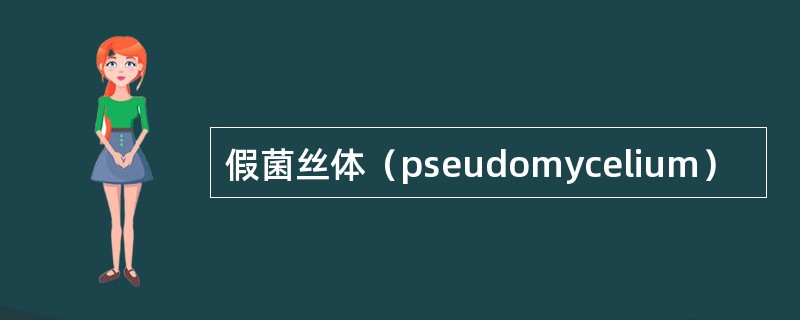 假菌丝体（pseudomycelium）