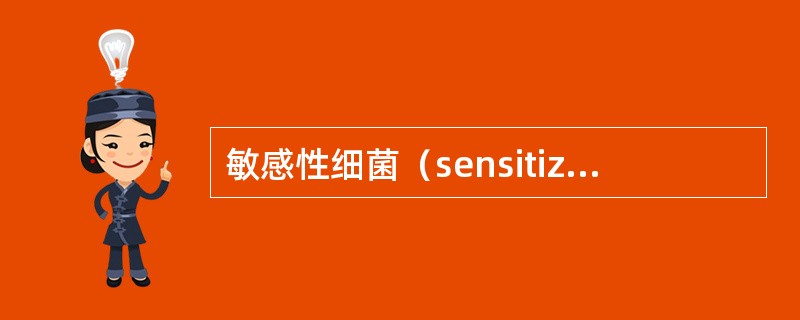 敏感性细菌（sensitized bacterium）