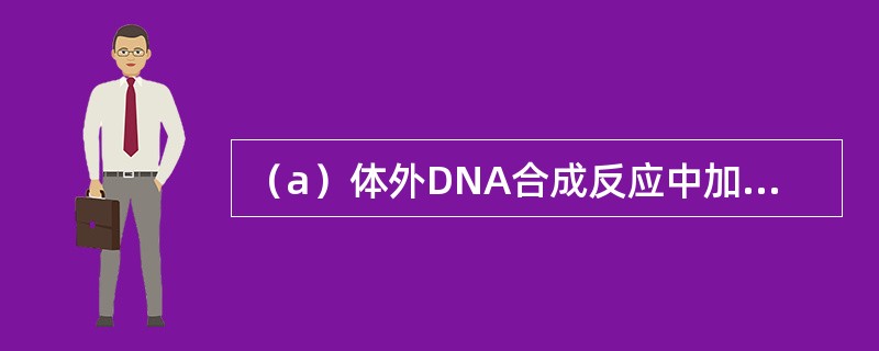 （a）体外DNA合成反应中加入单链结合蛋白（SSB）通常会增加DNA的产量，解释