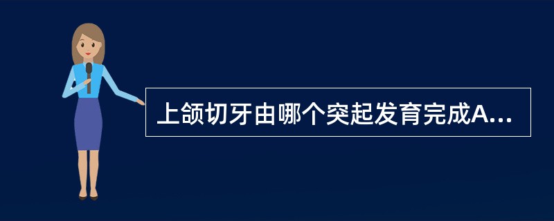 上颌切牙由哪个突起发育完成A、球状突B、额鼻突C、上颌突D、下颌突E、侧鼻突 -