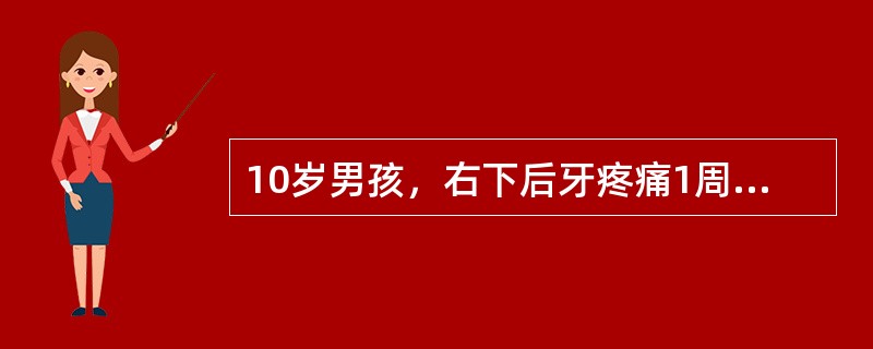 10岁男孩，右下后牙疼痛1周就诊。检查：右下第一前磨牙畸形中央尖折断，叩（£«£