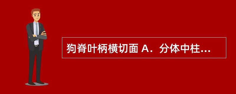 狗脊叶柄横切面 A．分体中柱呈“U”形 B．分体中柱5～