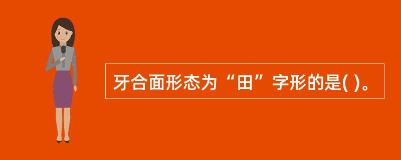牙合面形态为“田”字形的是( )。
