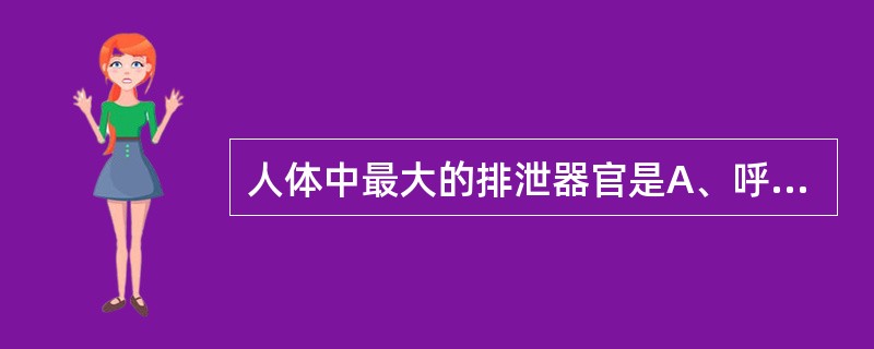 人体中最大的排泄器官是A、呼吸道B、肾脏C、消化道D、皮肤E、唾液腺