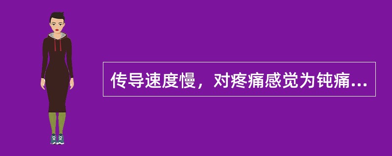 传导速度慢，对疼痛感觉为钝痛的神经纤维( )。