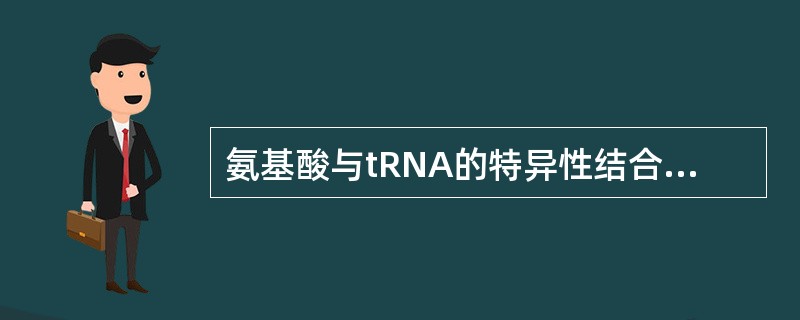 氨基酸与tRNA的特异性结合取决于（）