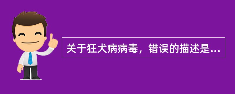 关于狂犬病病毒，错误的描述是（）。