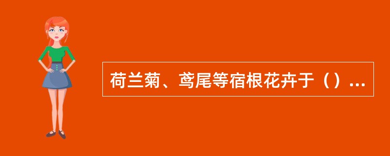 荷兰菊、鸢尾等宿根花卉于（）可进行促成栽培。