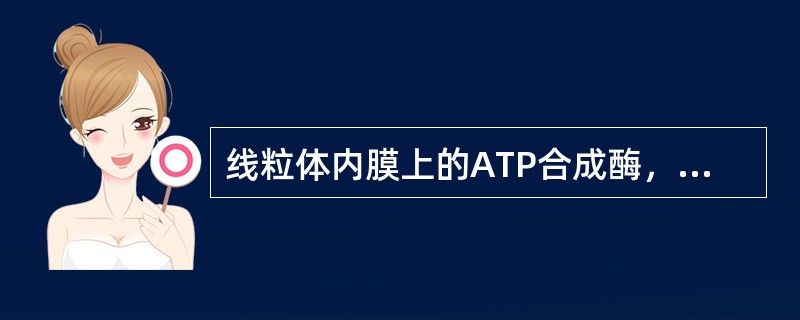 线粒体内膜上的ATP合成酶，在分离条件下的功能是（），但完整的线粒体上的功能是（