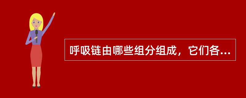 呼吸链由哪些组分组成，它们各有什么主要功能？