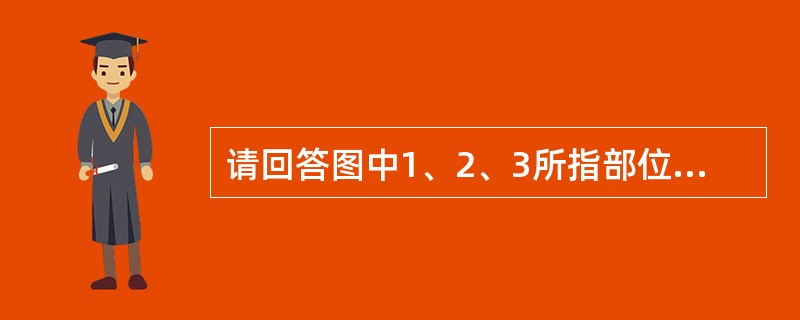 请回答图中1、2、3所指部位的解剖名称（）。