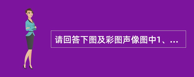 请回答下图及彩图声像图中1、2、3所指部位的解剖名称（）。