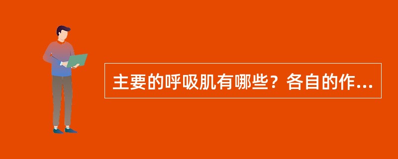 主要的呼吸肌有哪些？各自的作用如何？