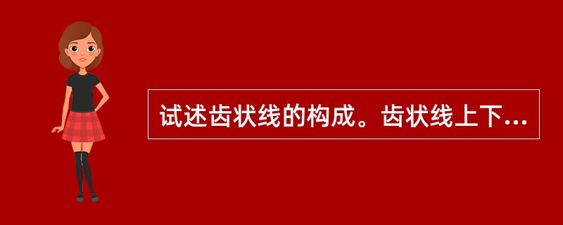 试述齿状线的构成。齿状线上下的动脉供应、静脉回流、淋巴引流和神经分布有何不同？