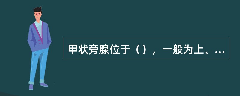 甲状旁腺位于（），一般为上、下（）。