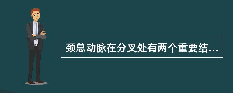 颈总动脉在分叉处有两个重要结构，即（）和（）。