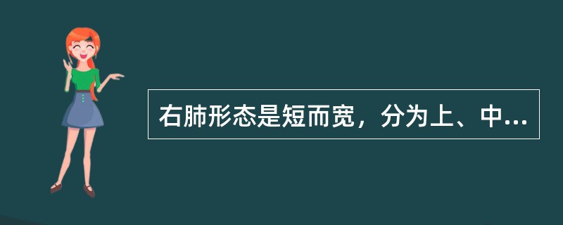 右肺形态是短而宽，分为上、中、下3叶；左肺相对狭长，分为上、下两叶。（）