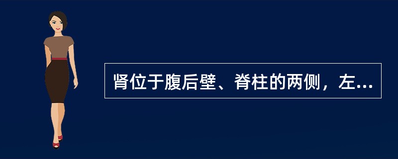 肾位于腹后壁、脊柱的两侧，左肾略高于右肾，第12肋斜过右肾的上部，斜过左肾的中部