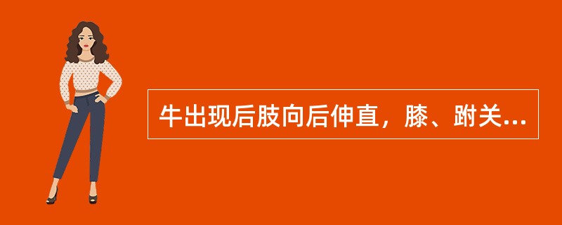 牛出现后肢向后伸直，膝、跗关节不能弯曲，拖地行走的疾病是（）