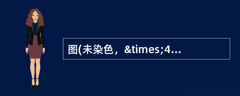 图(未染色，×400)所示尿沉渣为()