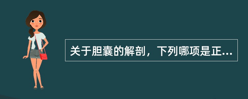 关于胆囊的解剖，下列哪项是正确的()