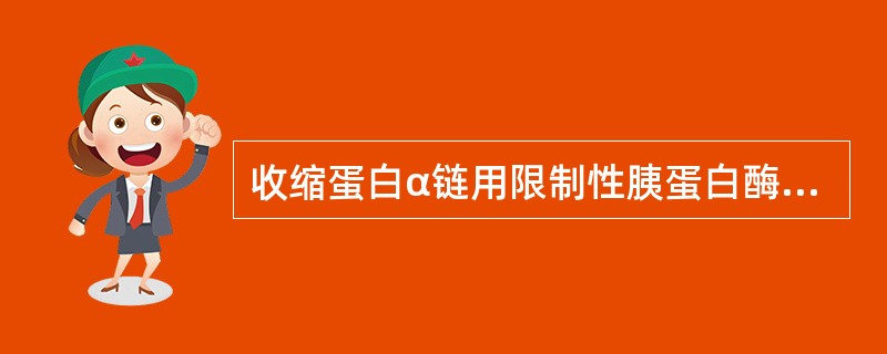 收缩蛋白α链用限制性胰蛋白酶消化后，经SDS-PAGE分析显示()