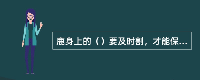 鹿身上的（）要及时割，才能保证它的药用价值。