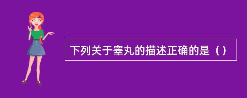 下列关于睾丸的描述正确的是（）