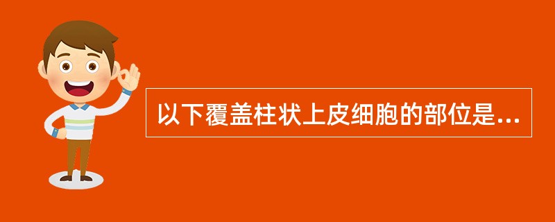 以下覆盖柱状上皮细胞的部位是（）。