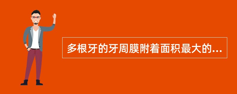 多根牙的牙周膜附着面积最大的部位是（）。