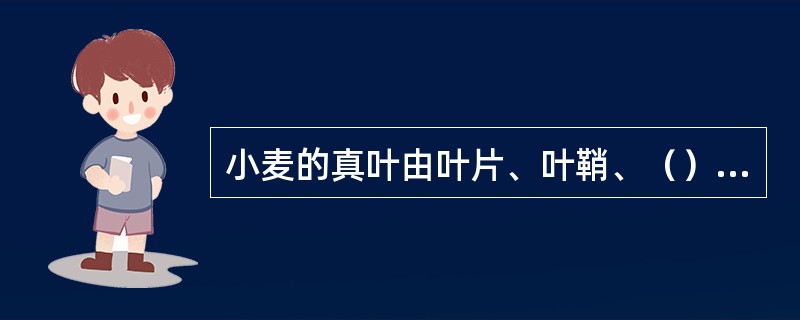 小麦的真叶由叶片、叶鞘、（）、（）和叶枕组成。