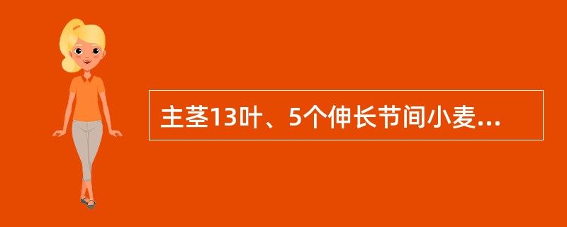 主茎13叶、5个伸长节间小麦品种，其上层叶组包括11/0-13/0。