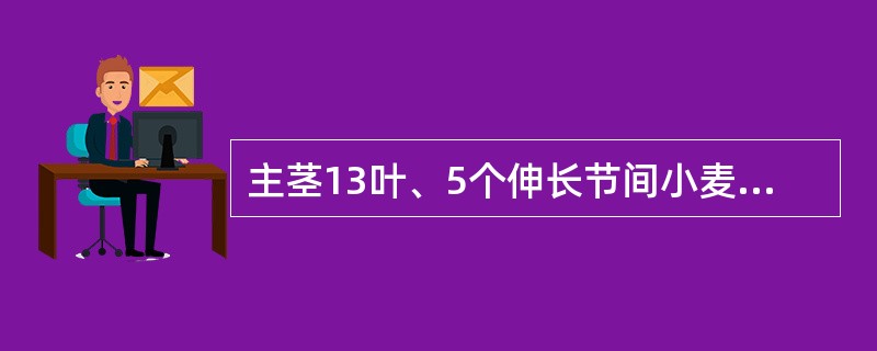 主茎13叶、5个伸长节间小麦品种，其中层叶组包括8/0-10/0。