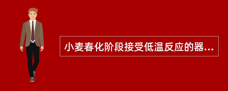 小麦春化阶段接受低温反应的器官是萌动种子胚的生长点或绿色幼苗茎的生长点。()