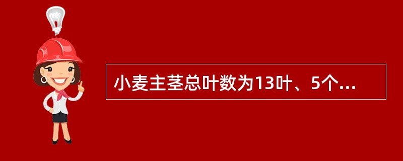小麦主茎总叶数为13叶、5个伸长节间品种，幼穗分化进入药隔形成期时，基部第（）节