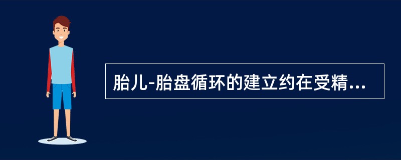 胎儿-胎盘循环的建立约在受精后（）