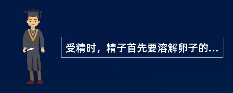 受精时，精子首先要溶解卵子的（）。