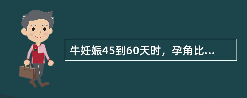 牛妊娠45到60天时，孕角比空角粗（）。