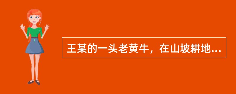 王某的一头老黄牛，在山坡耕地摔断，造成大腿骨骨折，到兽医院进行了骨折手术老年牛因