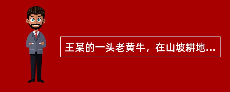 王某的一头老黄牛，在山坡耕地摔断，造成大腿骨骨折，到兽医院进行了骨折手术临床大处