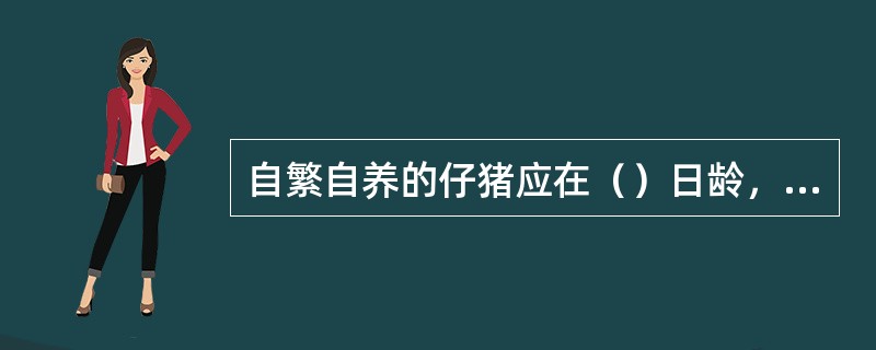 自繁自养的仔猪应在（）日龄，进行猪瘟、猪丹毒、猪肺疫及仔猪副伤寒疫苗防疫的注射。