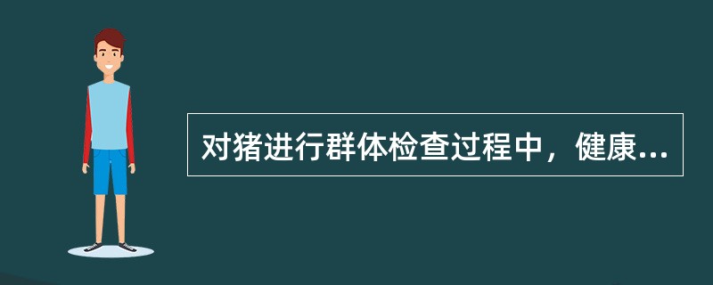 对猪进行群体检查过程中，健康猪表现为（）.