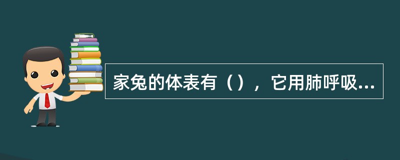 家兔的体表有（），它用肺呼吸，心脏四腔，有体循环和肺循环两条循环路线，运输氧气能