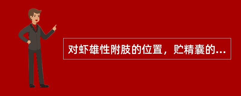 对虾雄性附肢的位置，贮精囊的位置、颜色。