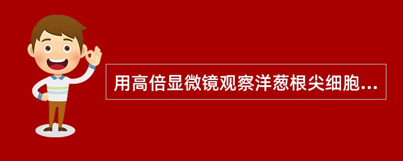 用高倍显微镜观察洋葱根尖细胞的有丝分裂。下列叙述正确的是（）