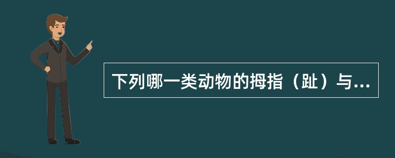 下列哪一类动物的拇指（趾）与其它指（趾）相对握（）。