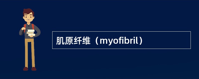 肌原纤维（myofibril）