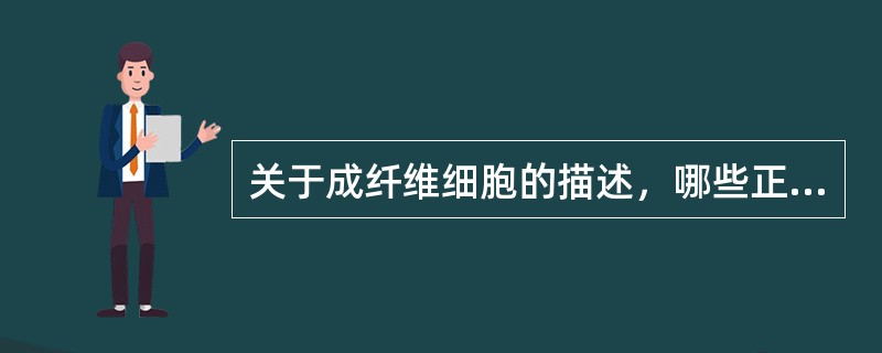 关于成纤维细胞的描述，哪些正确（）.