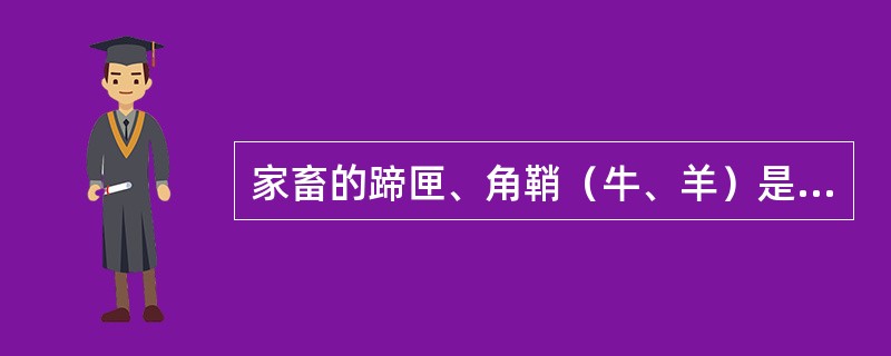 家畜的蹄匣、角鞘（牛、羊）是皮肤的衍生物，它们由（）衍生而成。